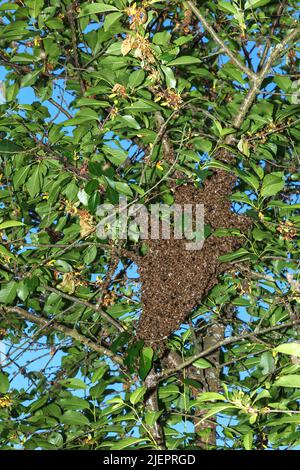 Foto schwärmende Bienen. Ein großer Bienenschwarm flog auf einen Baum. Gefangennahme einer Bienenkolonie. Stockfoto