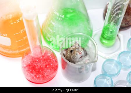 Ratten im Wissenschaftslabor und chemisches Glas Stockfoto