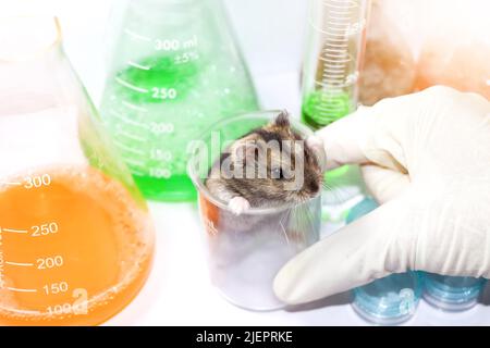 Ratten im Wissenschaftslabor und chemisches Glas Stockfoto