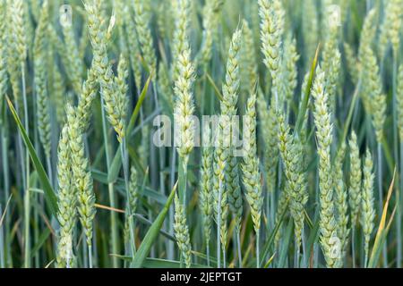 Grüner Weizen wächst im Sommerfeld an sonnigen Tagen. Agrarszene. Frische junge Ohren aus der Nähe Stockfoto