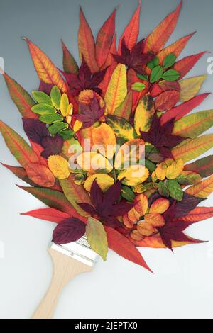 Herbst- und Thanksgiving-Pinsel mit roten, gelben, orangen, violetten und grünen Blättern. Surreale Natur abstrakt mit Blatt Splatter. Stockfoto