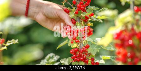 Die Frau sammelt rote Johannisbeere. Reife Beeren von roter Johannisbeere auf dem Ast. Die gesunden Beeren der roten Johannisbeere in der Schale im Sommergarten. Gesunde Ernährung Stockfoto