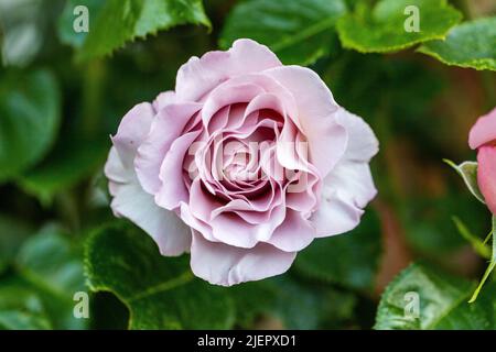 "Walzertakt' Hybrid Tea Rose, Tehybridros (Rosa) Stockfoto