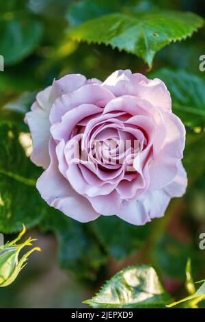 "Walzertakt' Hybrid Tea Rose, Tehybridros (Rosa) Stockfoto