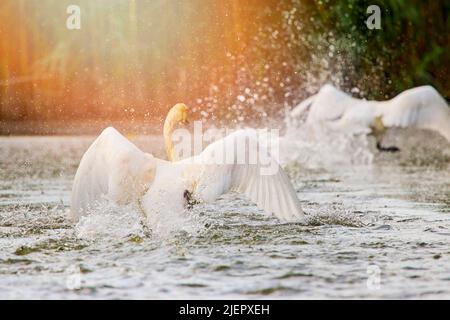 Schwäne in der natürlichen Umgebung des Donaudeltas Stockfoto