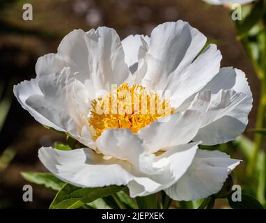 'White Wings' gemeinsamer Garten, Luktpion Pfingstrose (Paeonia lactiflora) Stockfoto