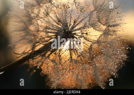 Dandelionssamen mit goldenen Wassertropfen. Nahaufnahme Stockfoto