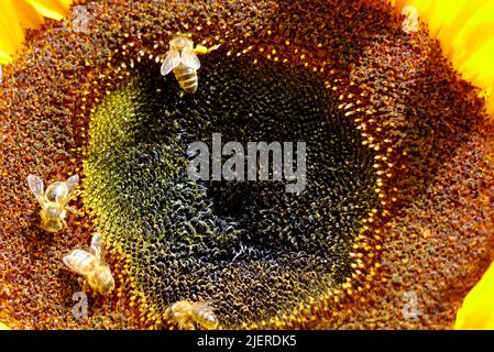 Honigbiene (APIs) auf der großen gelben Sonnenblume (Helianthus annuus), die im RHS Garden Harlow Carr, Harrogate, Yorkshire, England, Großbritannien angebaut wird. Stockfoto