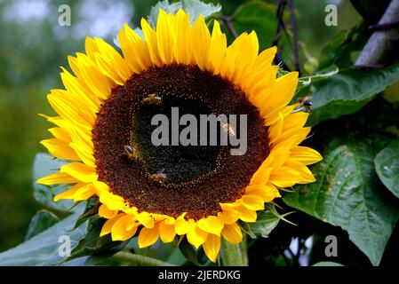 Honigbiene (APIs) auf der großen gelben Sonnenblume (Helianthus annuus), die im RHS Garden Harlow Carr, Harrogate, Yorkshire, England, Großbritannien angebaut wird. Stockfoto