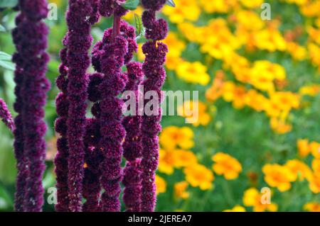 Rote Amaranthus Caudatus 'Love-Lies-Bleeding' (Pferdeschwanz) Blumen, die im RHS Garden Harlow Carr, Harrogate, Yorkshire, England, Großbritannien, angebaut werden. Stockfoto