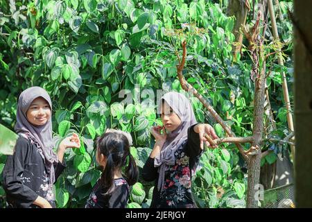 Nette asiatische muslimische Mädchen tragen Hijab im Garten Stockfoto