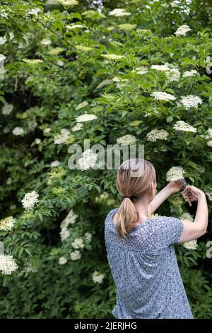 Rückansicht Der Frau, Die Nach Wildlaus Von Bush Mit Gartenschere Und Dem Einlegen Des Korbes Gessordert Und Geschnitten Hat Stockfoto