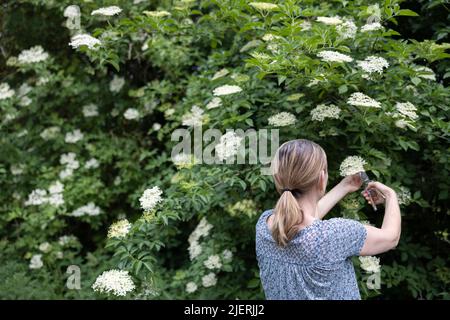 Rückansicht Der Frau, Die Nach Wildlaus Von Bush Mit Gartenschere Und Dem Einlegen Des Korbes Gessordert Und Geschnitten Hat Stockfoto