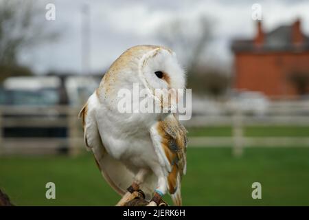 Scheune Owl Blick in die Ferne Stockfoto