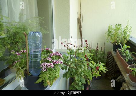 Garten mit Balkon. Technik zur gleichmäßigen Versorgung von Topfpflanzen mit Wasser. Es gibt ein DIY-Gerät aus einer PET-Plastikflasche. Ein einfaches m Stockfoto