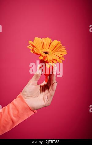 Nahaufnahme einer jungen Frau, die eine Menstruationstasse mit einer schönen Blume auf einem rosa Hintergrund hält Stockfoto