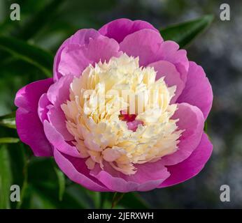 Der orbet "gemeinsamen Garten, Luktpion Pfingstrose (Paeonia lactiflora) Stockfoto