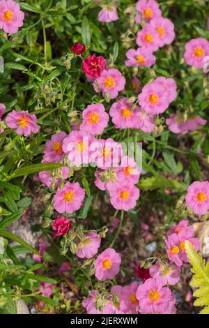 „Lawrenson’s Pink“ Rock Rose, Solvända (Helianthemum Hybrid) Stockfoto