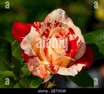 "Hanky Panky" Floribunda Rose, Floribundaros (Rosa) Stockfoto