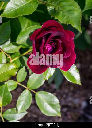 'Burgundy Ice, Burgundy Iceberg' Beetrose, Beetbaros (Rosa) Stockfoto