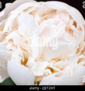Weiße Pfingstrose Blume auf dem grünen Hintergrund Stockfoto