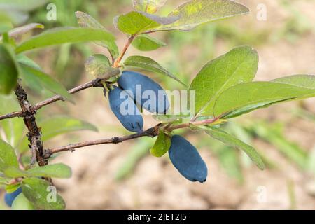 Blaues Geißbauch oder Lonicera caerulea, Honigbeere im Busch Stockfoto