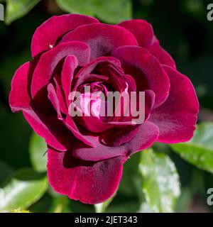 'Burgundy Ice, Burgundy Iceberg' Beetrose, Beetbaros (Rosa) Stockfoto