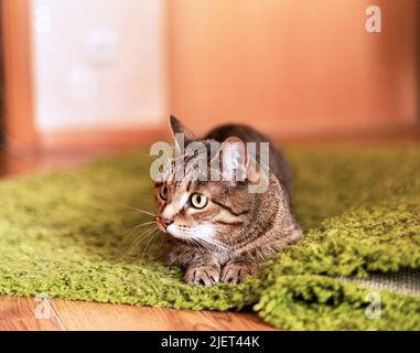 Gestreifte beige Katze mit gestromten Augen, die auf einem grünen Teppich liegen und sich bereit machen, in den Hausraum zu springen niedliche Haustiere Tiere selektiver Fokus Stockfoto