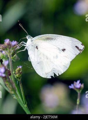 Der weiße Schmetterling ruht auf einem lila Gras Stockfoto