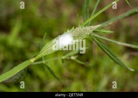 Spinnenhaus aus Netz auf der Rückseite eines Grasblattes. Stockfoto