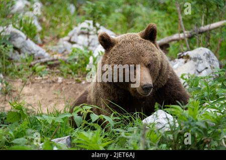 Europäischer Braunbär an der Grenze zwischen Slowenien und Kroatien Stockfoto