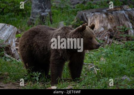 Europäischer Braunbär an der Grenze zwischen Slowenien und Kroatien Stockfoto