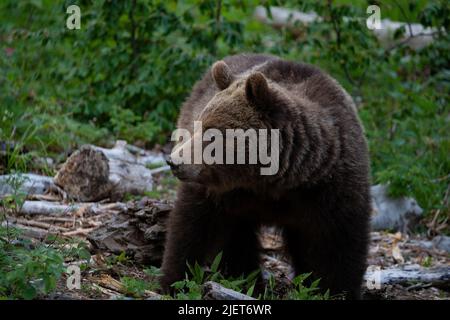 Europäischer Braunbär an der Grenze zwischen Slowenien und Kroatien Stockfoto