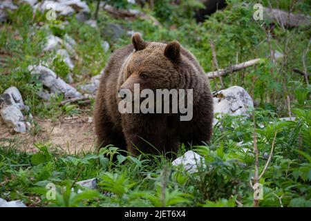 Europäischer Braunbär an der Grenze zwischen Slowenien und Kroatien Stockfoto