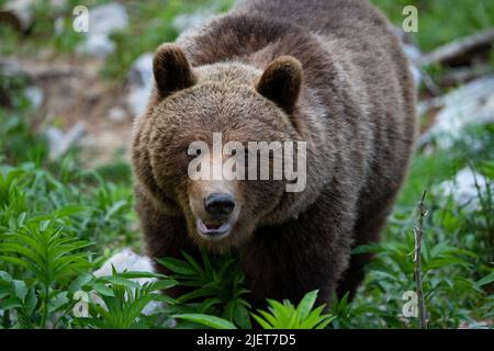 Europäischer Braunbär an der Grenze zwischen Slowenien und Kroatien Stockfoto