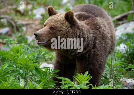 Europäischer Braunbär an der Grenze zwischen Slowenien und Kroatien Stockfoto