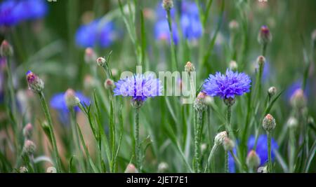 Kornblume, Centaurea cyanus, Asteraceae. Blaue Kornblumenblüten wachsen dicht im Garten Stockfoto