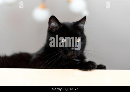 Hauskatze schwarz mit gelben Augen auf einem beigen Regal liegend und Blick auf die Kamera niedlichen Haustiere Stockfoto