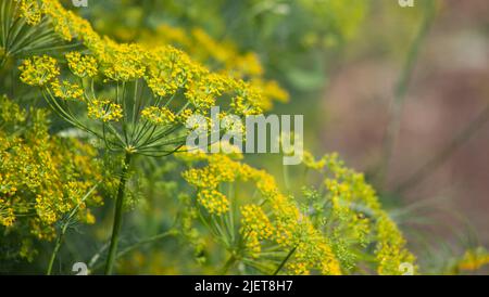 Frische Dillblüten im Garten, duftende Dillsamen aus der Nähe Stockfoto