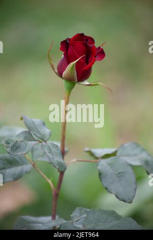 Kleine rote Rose wächst allein im Garten. Stockfoto
