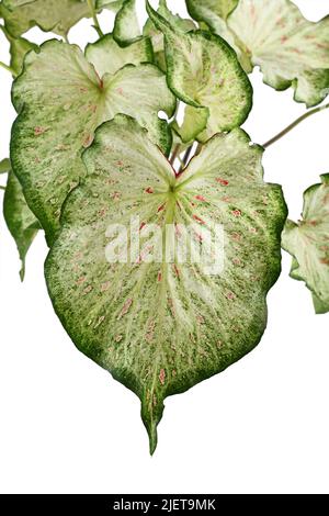 Blatt topischer 'Caladium Candyland'-Zimmerpflanze auf weißem Hintergrund Stockfoto