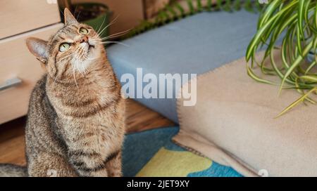 Gestreifte beige Katze mit gestromten Augen, die im Wohnzimmer sitzt und niedliche Haustiere Tiere anschaut, selektiver Fokus Stockfoto