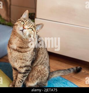 Gestreifte beige Katze mit gestromten Augen, die im Wohnzimmer sitzt und niedliche Haustiere Tiere anschaut, selektiver Fokus Stockfoto