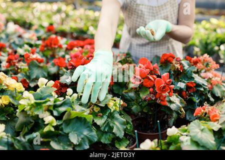 Eine junge Frau kümmert sich in einem Gewächshaus um Blumentöpfe. Stockfoto