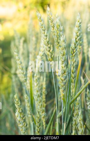 Grüner Weizen wächst im Sommerfeld an sonnigen Tagen. Agrarszene. Frische junge Ohren aus der Nähe. Weizenspieß. Selektiver Fokus. Wunderschön Stockfoto