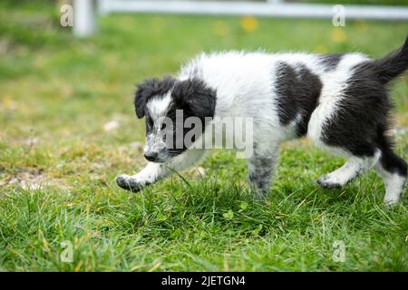 Border-Collie-Welpen Stockfoto