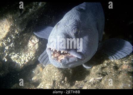 Der Wolf Fish oder Anarhichas Lupus, Vorderansicht, zeigt ihre Zähne, sechs fang-ähnliche, feste und konische Zähne. Stockfoto