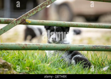 Border-Collie-Welpen Stockfoto