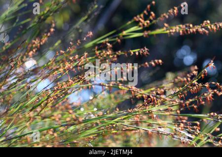 Stängel und Blüten der australischen Ureinwohner Thick Twist Rush, Caustis pentandra, Familie Cyperaceae. Hohe, verklumpende, mehrjährige Heidelandschaft Stockfoto