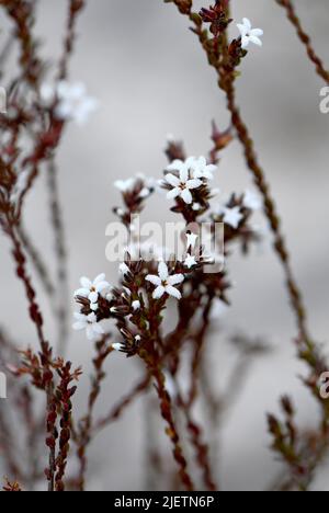Pelzigen weißen Blüten der australischen einheimischen Hairy Beard Heath Leucopogon microphyllus, Familie Ericaceae, in Sydney Heide. Blumen Juli bis Oktober Stockfoto